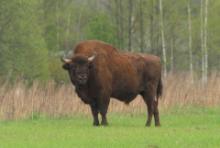 Żubr - Bison bonasus - European bison