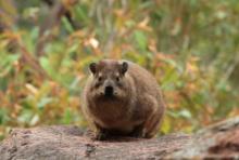 Góralek skalny - Procavia capensis - Rock hyrax