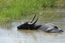 Bawół indyjski - Bubalus arnee - Wild water buffalo 