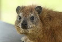 Góralek stepowy - Heterohyrax brucei - Bush hyrax