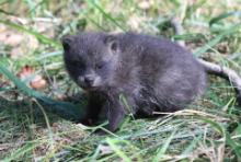 Jenot azjatycki - Nyctereutes procyonoides - Raccoon dog