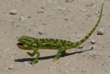 Kameleon uszaty - Chamaeleo dilepis - Flap-necked chameleon