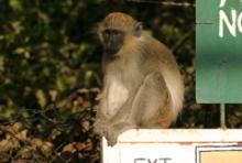 Kotawiec jasnonogi - Chlorocebus sabaeus - Green monkey