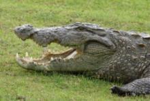 Krokodyl różańcowy - Crocodylus porosus - Saltwater crocodile