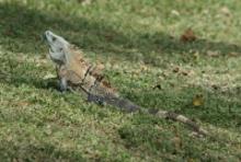 Legwan zielony - Iguana iguana - Green iguana 