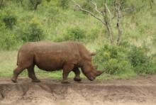 Nosorożec biały - Ceratotherium simum - White rhinoceros