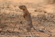 Słońcowiórka czerwononoga - Heliosciurus rufobrachium - Red-legged sun squirrel