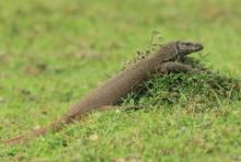 Waran bengalski - Varanus bengalensis - Bengal monitor 