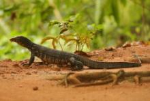 Waran paskowany - Varanus salvator - Asian water monitor 