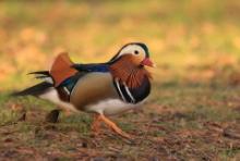 Mandarynka - Aix galericulata - Mandarin Duck