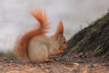 Wiewiórka ruda - Sciurus vulgaris - Red squirrel