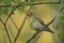 Zaganiacz - Hippolais icterina - Icterine Warbler