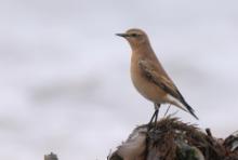 Białorzytka - Oenanthe oenanthe - Northern Wheatear