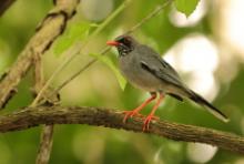 Drozd karaibski - Turdus plumbeus - Red-legged Thrush