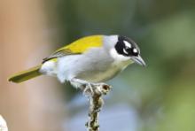 Hispaniolczyki - Phaenicophilidae - Warbler Tanagers