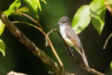 Muchołap pręgoskrzydły - Myiarchus stolidus - Stolid Flycatcher