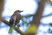 Przedrzeźniacz północny - Mimus polyglottos - Northern Mockingbird