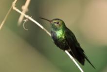 Węglik antylski - Anthracothorax dominicus - Antillean Mango