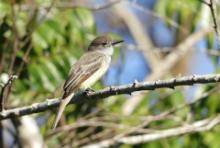 Tyran zadziorny - Tyrannus caudifasciatus - Loggerhead Kingbird