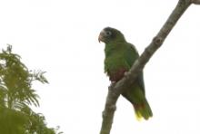 Amazonka czarnoucha - Amazona ventralis - Hispaniolan Parrot