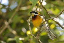 Antyla dominikańska - Spindalis dominicensis - Hispaniolan Spindalis