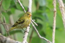 Czyż antylski - Spinus dominicensis - Antillean Siskin