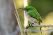 Dominikana - ptaki - Dominican Republic - birds