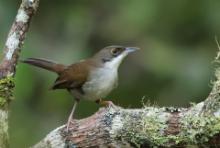 Hispaniole - Chat Tanagers