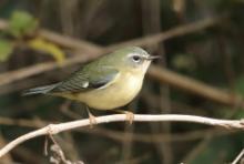 Lasówka granatowa - Setophaga caerulescens - Black-throated Blue Warbler