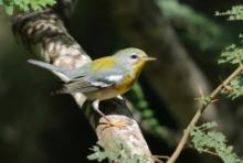 Lasówka obrożna - Setophaga americana - Northern Parula