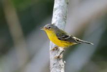 Lasówka sosnowa - Setophaga pinus - Pine Warbler