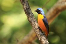 Organka śpiewna - Euphonia musica - Antillean Euphonia