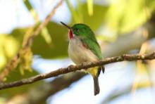 Płaskodziobek cienkodzioby - Todus angustirostris  - Narrow-billed Tody