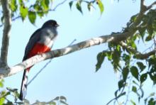 Pilik żółtodzioby - Priotelus roseigaster - Hispaniolan Trogon