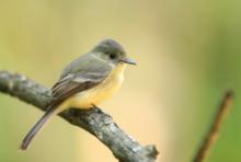 Piwik hispaniolski - Contopus hispaniolensis - Hispaniolan Pewee