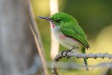 Płaskodziobek duży - Todus subulatus - Broad-billed Tody