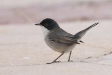 Pokrzewka aksamitna - Sylvia melanocephala - Sardinian Warbler