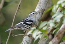 Pstroszka - Mniotilta varia - Black-and-white Warbler