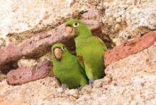 Szmaragdolotka haitańska - Psittacara chloropterus - Hispaniolan Parakeet