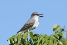 Tyran szary - Tyrannus dominicensis - Grey Kingbird