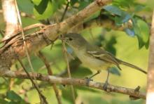 Wireonek płaskodzioby - Vireo nanus - Flat-billed Vireo