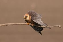 Kobczyk zwyczajny - Falco vespertinus - Red-footed Falcon