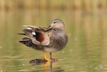 Krakwa - Mareca strepera - Gadwall