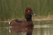 Podgorzałka - Aythya nyroca - Ferruginous Pochard