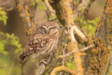 Pójdźka - Athene noctua - Little Owl