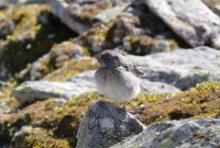 Śnieguła - Plectrophenax nivalis - Snow Bunting