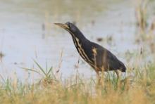 Bączek ciemny - Ixobrychus sturmii - Dwarf Bittern