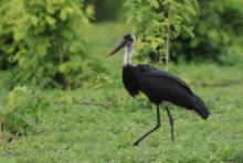 Bocian białoszyi - Ciconia episcopus - Woolly-necked Stork