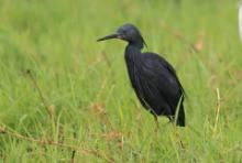 Czapla łupkowata - Egretta vinaceigula - Slaty Egret