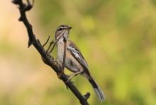 Drozdówka białosterna - Cercotrichas quadrivirgata - Bearded Scrub-Robin